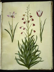 Tulipa clusiana (clusius-tulipan); Fritillaria persica (persisk fritillaria)
