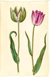 Tulipa gesneriana (har-tulipan)