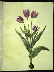 Tulipa gesneriana (har-tulipan)