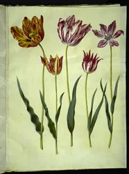 Tulipa gesneriana (har-tulipan)