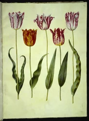 Tulipa gesneriana (har-tulipan)
