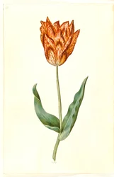 Tulipa gesneriana (har-tulipan)