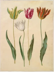 Tulipa gesneriana (har-tulipan)