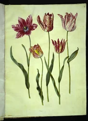 Tulipa gesneriana (har-tulipan)