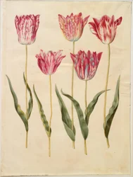Tulipa gesneriana (har-tulipan)