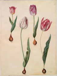 Tulipa gesneriana (har-tulipan)