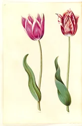 Tulipa gesneriana (har-tulipan)
