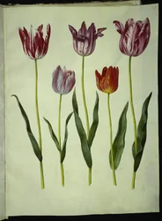 Tulipa gesneriana (har-tulipan)