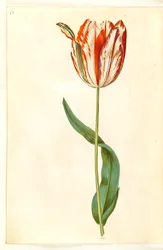 Tulipa gesneriana (har-tulipan)