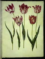 Tulipa gesneriana (har-tulipan)