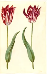 Tulipa gesneriana (har-tulipan)