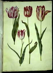 Tulipa gesneriana (har-tulipan)