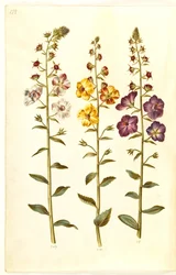 Verbascum blattaria (klase-kongelys); Fønicisk verbascum (lilla-congelys)