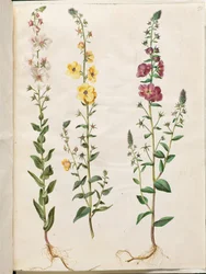 Verbascum blattaria (klase-kongelys); Fønicisk verbascum (lilla-kongelys)