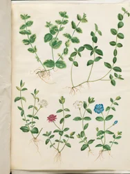 Vinca minor (liden singrøn)