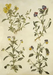 Viola cornuta (horn-viol); Viola tricolor (almindelig stedmoderblomst)