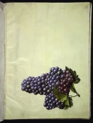 Vitis vinifera (almindelig vin)