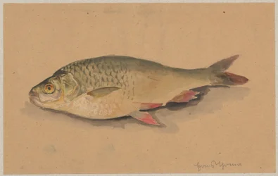 Fisk