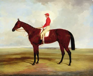 Lord Clifdens brune væddeløbshest Surplice med S. Templeman oppe (olie på lærred)