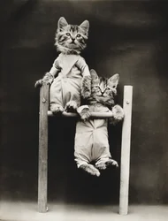 Serie af kattekillinger: Excercising, ca. 1914 (sølvtryk)