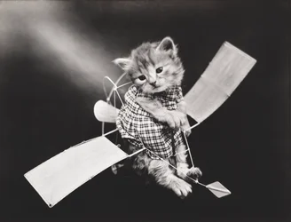 Serien Kitties: Pilot Flying Plane, ca. 1914 (sølvtryk)