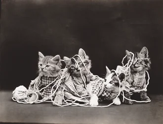 Serien Kitties: Tangled in Yarn, ca. 1914 (sølvtryk)