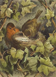 Robin, bygger reden (chromolitho)