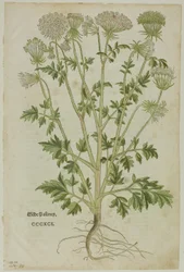 Blad fra New Kreuterbuch af Leonhart Fuchs, plade 97 fra Træsnit fra Books of the XVI Century