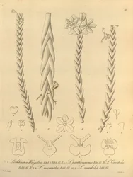 Lockhartia - Xenia bind 1 (1858) fig 40