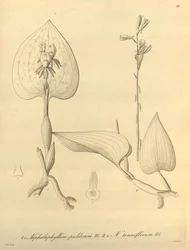 Denne fil kommer fra Biodiversity Heritage Library og er tilgængelig online på biodiversitylibrary.org/page/696488