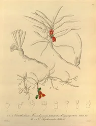 Denne fil kommer fra Biodiversity Heritage Library og er tilgængelig online på biodiversitylibrary.org/page/696484
