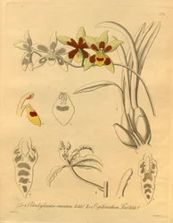 Denne fil kommer fra Biodiversity Heritage Library og er tilgængelig online på biodiversitylibrary.org/page/698370
