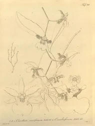 Denne fil kommer fra Biodiversity Heritage Library og er tilgængelig online på biodiversitylibrary.org/page/696498