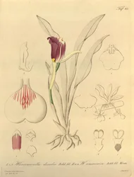 Denne fil kommer fra Biodiversity Heritage Library og er tilgængelig online på biodiversitylibrary.org/page/696493