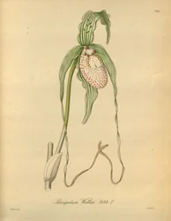Denne fil kommer fra Biodiversity Heritage Library og er tilgængelig online på biodiversitylibrary.org/page/698377