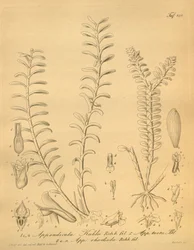 Appendicula kuhliin lustraatiot