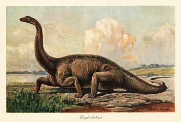 Uddøde Diplodocus longus på sletterne.