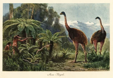 Moa-fugle, der jages af mænd med bue og pile.