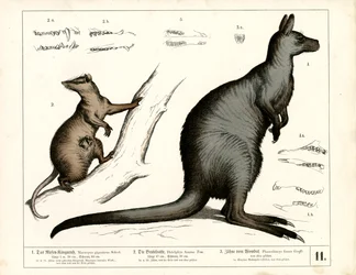 Australske og amerikanske pungdyr