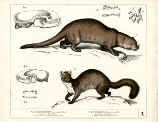 Europæisk odder og stenmår med anatomiske illustrationer