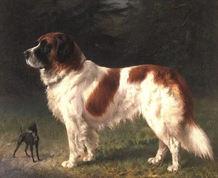 En Sankt Bernard og en Dværgpinscher