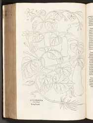 BT3.26.5 s.370 Courgette, illustration fra The history of raciale kommentarer af Leonhart Fuchs, 1542