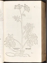 BT3.267.5 s.125 Wild Angelica, illustration fra The history of raciale kommentarer af Leonhart Fuchs, 1542
