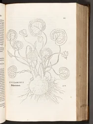 BT3.267.5 s.51 Cyclamen, illustration fra The history of racial differences af Leonhart Fuchs, 1542