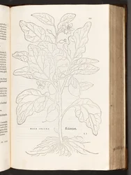 BT3.267.5 s.533 Aubergine, illustration fra The history of raciale kommentarer af Leonhart Fuchs, 1542