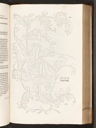 BT3.267.5. s.627 Ært, illustration fra The history of raciale kommentarer af Leonhart Fuchs, 1542