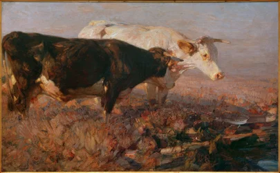 Køer i mosen