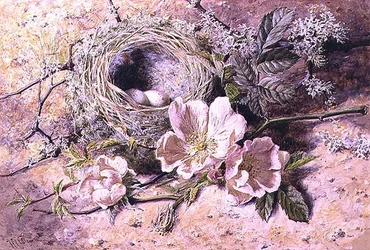 Blossom and Bird