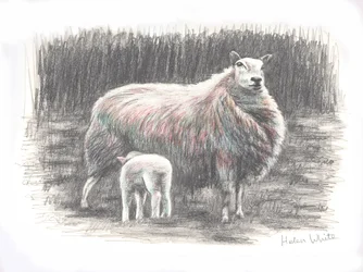 Proud, 2016, (blyantstegning)