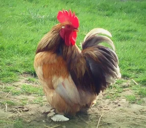 Stolt hane, 2018